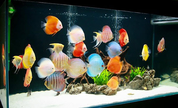 Cách Đánh Thuốc Tím Cho Cá Dĩa Hiệu Quả Nhất Từ Hoàng Phương